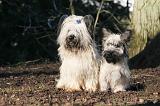 SKYE TERRIER 049